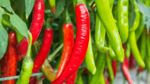 Green vs Red Chilli Benefits